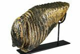Woolly Mammoth Lower M Molar with Stand - North Sea Deposits #370335-5